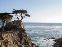 Captured on March 30,  2014, in 17 MILE DRIVE, USA. Photo: Andrew Gosine